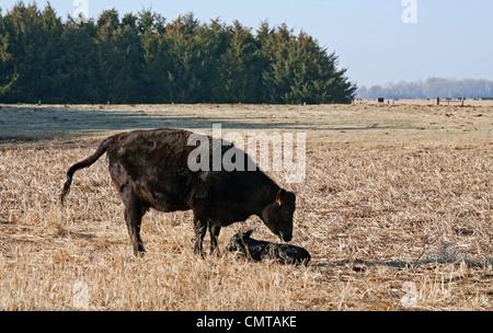 Rinderfarm in Nebraska Territorium Sandhügel wo Keystone XL Öl-Pipeline ist geplant Stockfoto