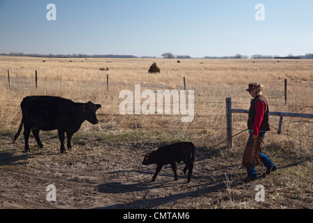 Rinderfarm in Nebraska Territorium Sandhügel wo Keystone XL Öl-Pipeline ist geplant Stockfoto