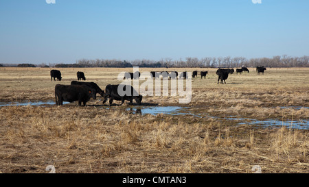 Rinderfarm in Nebraska Territorium Sandhügel wo Keystone XL Öl-Pipeline ist geplant Stockfoto