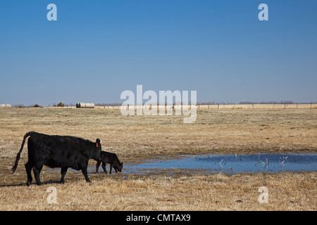 Rinderfarm in Nebraska Territorium Sandhügel wo Keystone XL Öl-Pipeline ist geplant Stockfoto