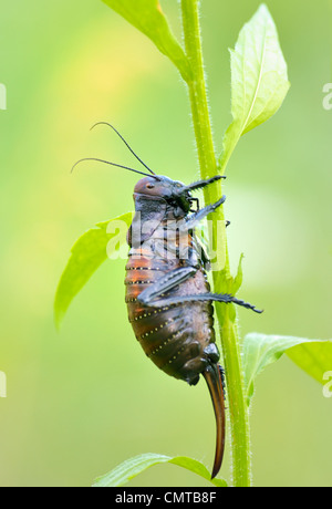 Cricket (Bradiphorus Dasiphus) Stockfoto