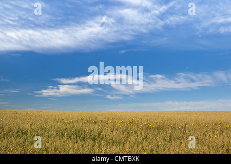 Ein Feld von Hafer im Sommer mit ein paar Maisfeld Unkraut unter einem blauen Himmel mit Schönwetter-Wolken Stockfoto