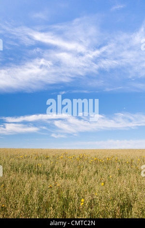 Ein Feld von Hafer im Sommer mit ein paar Maisfeld Unkraut unter einem blauen Himmel mit Schönwetter-Wolken Stockfoto