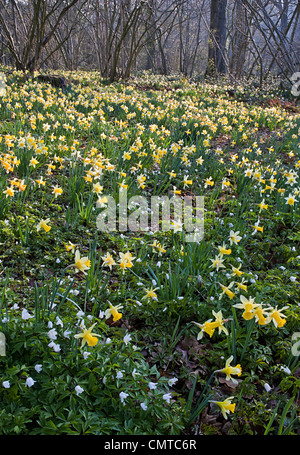 wilde Narzissen Narcissus Pseudonarcissus in Dymock Woods, Gloucestershire Stockfoto