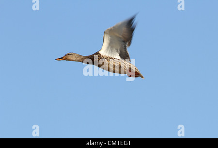 Fliegende weibliche Stockente hautnah Stockfoto