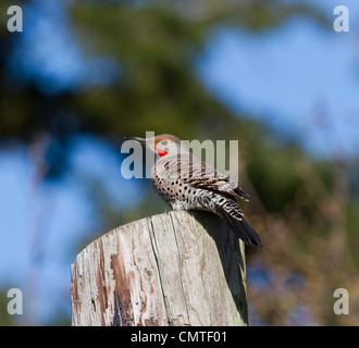 nördlichen Flimmern Nähe erschossen Stockfoto