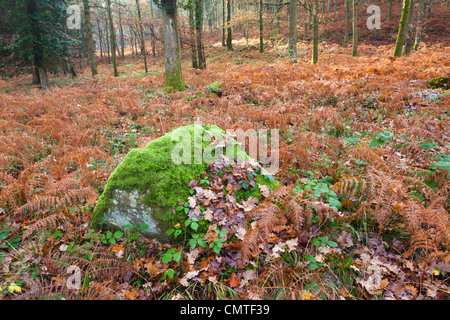 Ein Moos bedeckt Rock in Eichenwälder in Wald des Dekans, Gloucestershire Stockfoto
