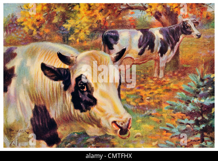 1925-Holstein-Friesen Molkerei-Niederlande Stockfoto