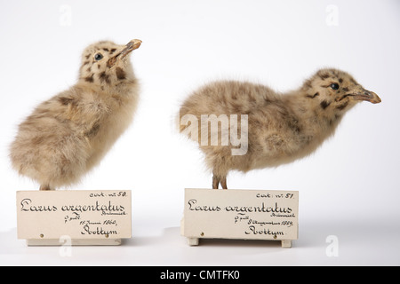 Europäische Heringsmöbelkühe. Larus argentatus Stockfoto