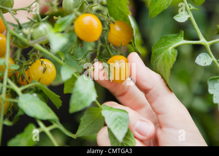 Nahaufnahme der menschlichen Hand, die Tomate Stockfoto