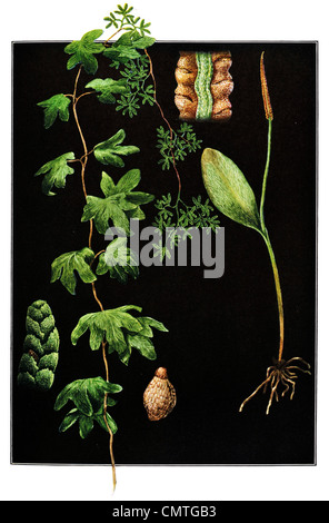 Der Addierer Zunge Ophioglossum Vulgatum Klettern Farn Lygodium Palmatum Stockfoto