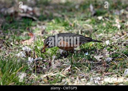 Amerikanischer Robin Fang einen Wurm in einem Garten in Gatlinburg, Tennessee Stockfoto