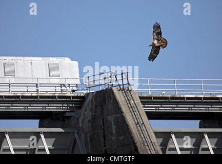 Weißkopf-Seeadler Sub erwachsenen herumfliegen Douglas Damm in Tennessee Stockfoto