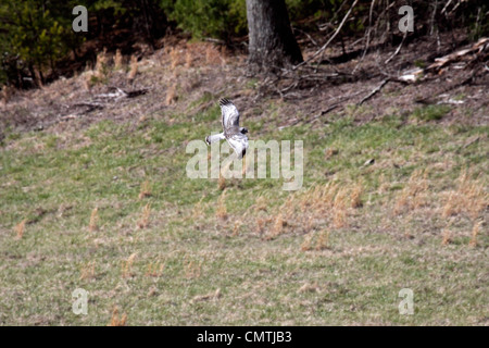 Northern Harrier männlich Kasernierung offenes Gelände am Rande des Waldes in Tennessee Stockfoto