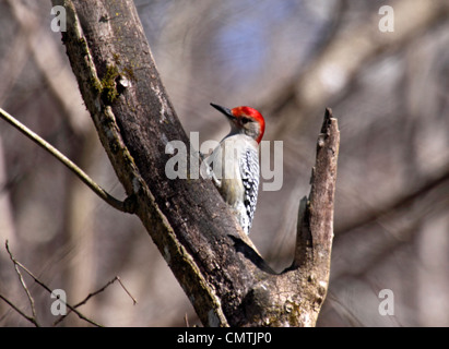 Rotbauch Specht Nahrungssuche auf alten Baum im Wald in Tennessee Stockfoto