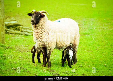 Eine weibliche Norfolk Horn Schafe füttern ihre Lämmer in einem Feld Stockfoto