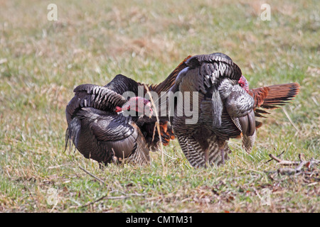 Wilde Truthähne putzen in Tenessee Stockfoto