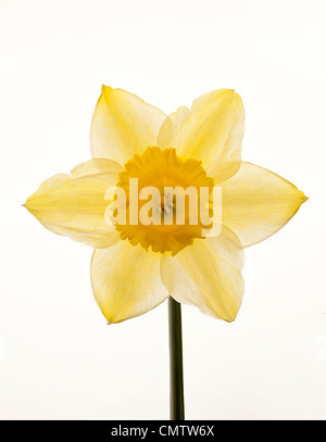 Einzelne gelbe Narzisse Blume auf weißem Hintergrund Stockfoto