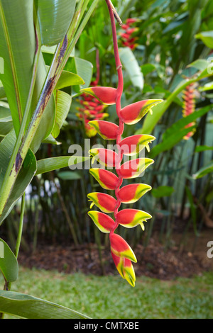 Heliconia Pendel, tropische Blume Blüte im Botanischen Garten - Sri Lanka, Kandy, Peradeniya botanische Garten Stockfoto