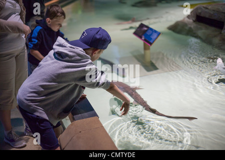 2 Kinder Sie in das Wasser greifen, einen Hai zu streicheln Stockfoto