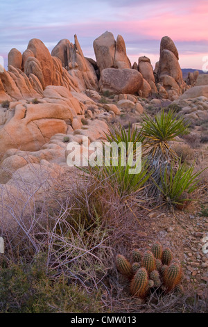 Joshua Tree Nationalpark, weiße Wanne Granit Mojave Yucca und Igel Kaktus. Kalifornien, USA Stockfoto