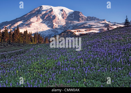 Zunächst Licht auf höchstem Berg Washingtons, Mt Rainier mit Lupinen blühen entlang Mazama Ridge in Mount Rainier Nationalpark. Stockfoto