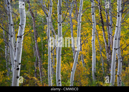 Aspen Trunks und Herbstfarben in der Nähe von Glacier National Park, Montana, fallen. USA Stockfoto