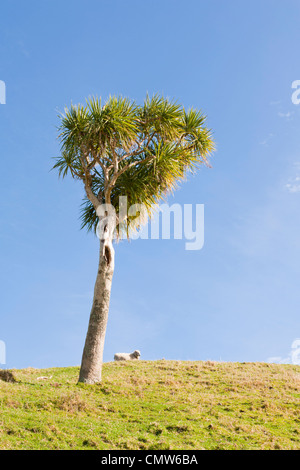 Cordyline Australis Neuseeland Cabbage Tree in Tasman, Neuseeland Stockfoto