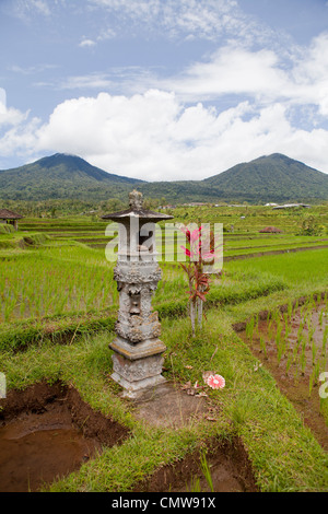 Jatiluwih Reis-Terrassen in Bali, Indonesien Stockfoto