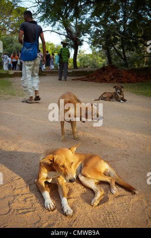 Sri Lanka - streunende Hunde in der Nähe des historischen Viertels Polonnaruwa Stockfoto