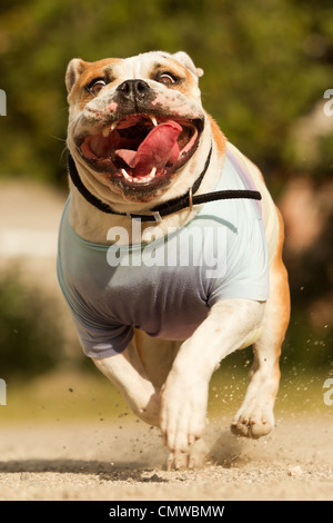 Englische Bulldogge erfasst während Betrieb bei maximaler Drehzahl Stockfoto