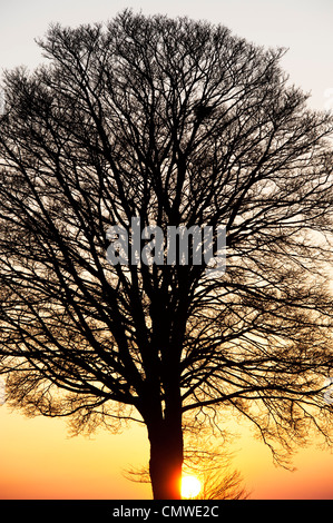 Quercus. Eiche Baum Sonnenuntergang Silhouette in der englischen Landschaft Stockfoto