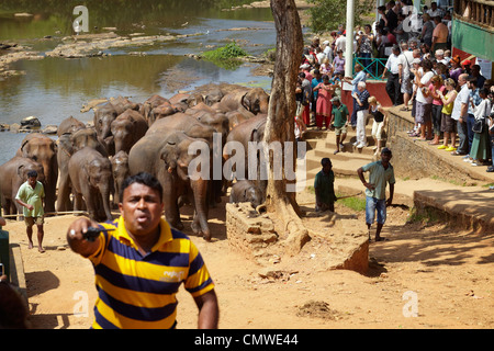 Sri Lanka - Pinnavela, Elephant Orphanage, Elefanten aus Bad Stockfoto