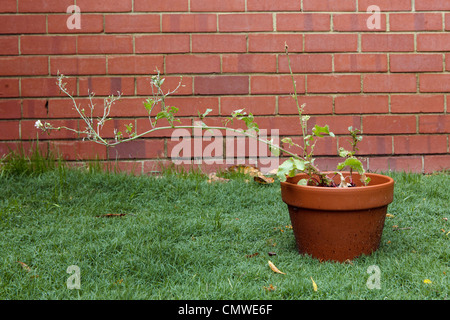 Rettich-Werk in Terrakotta-Topf, die verschraubt und gegangen, um Saatgut, essbaren Schoten zu produzieren. Stockfoto