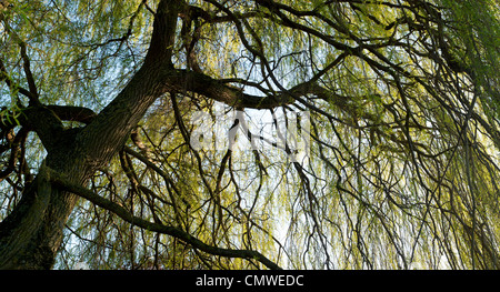 Salix Babylonica "Pendel". Weeping Willow Tree. Panorama Stockfoto