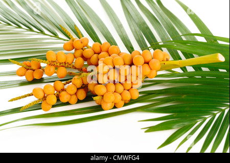 Palm-Baum-Obst auf weißem Hintergrund Stockfoto