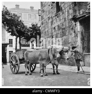 1925 Pyrenäen Rinder Warenkorb Stockfoto