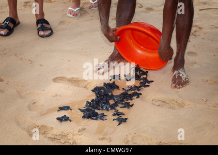 Sri Lanka - Koggala Beach, Dorf in der Nähe von Galle, junge Schildkröten Brüterei realisiert in den Ozean Stockfoto