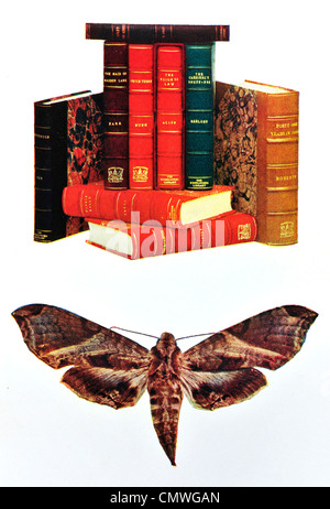 Motten fliegen Buch Bücher Literatur schwer Sie das rückseitige cover Stockfoto