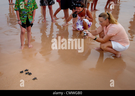 Sri Lanka - Koggala Beach, Dorf in der Nähe von Galle, junge Schildkröten Brüterei realisiert in den Ozean Stockfoto