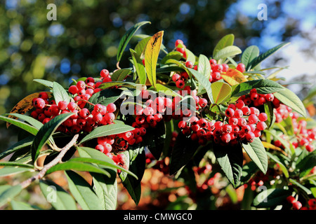 3689. Zwergmispel Beeren, UK Stockfoto