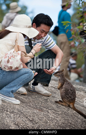 Asiatische Touristen hand Fütterung Mareeba Rock Wallabies (Petrogale Mareeba) bei Granite Gorge. Mareeba, Atherton Tablelands, Queenslan Stockfoto