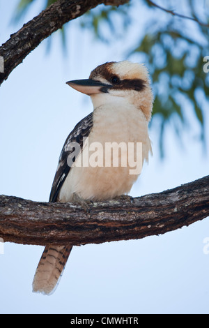 Lachende Kookaburra (Dacelo Novaeguineae) auf einem Ast sitzend. Atherton Tablelands, Queensland, Australien Stockfoto