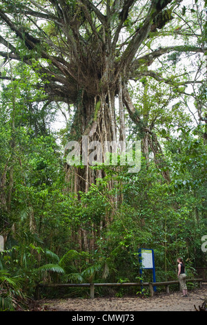 Die Kathedrale Feigenbaum - eine 500 Jahre alte, riesige Würgefeige in Curtain Fig Nationalpark, Yungaburra, Queensland, Australien Stockfoto