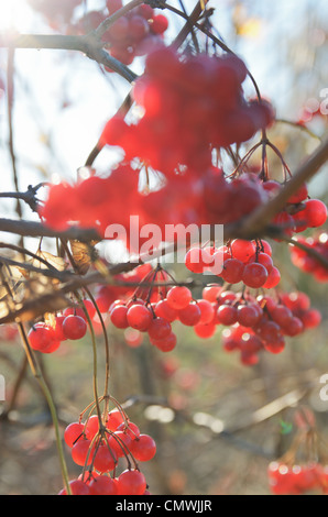 Viburnum Beeren Stockfoto