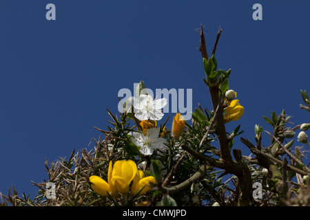 Ginster und Thorn Blumen setzen gegen eine lebendige blauen Himmel Stockfoto