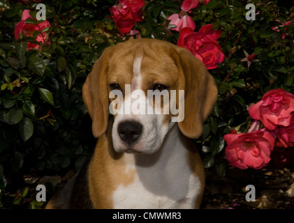 Beagle-Kopf geschossen mit Rosen hinter Stockfoto