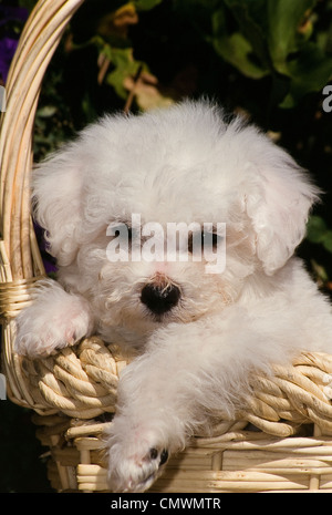 Bichon Frise Welpen im Korb Stockfoto