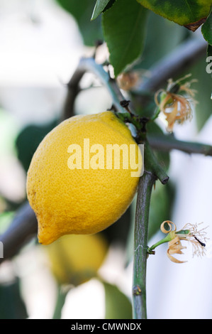 Citrus limon 'Vier Jahreszeiten'. Zitrone Frucht am Baum an der RHS Wisley Gardens, Surrey, Großbritannien Stockfoto