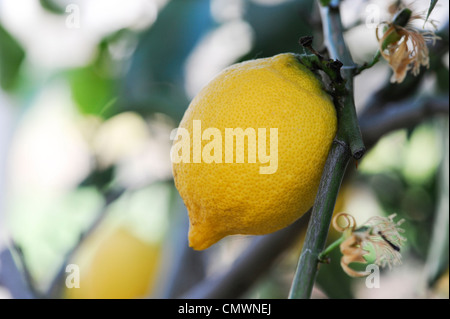 Citrus limon 'Vier Jahreszeiten'. Zitrone Frucht am Baum an der RHS Wisley Gardens, Surrey, Großbritannien Stockfoto
